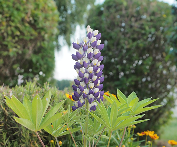 Nouveau Lupin Gallery Bicolore Clause Home Garden