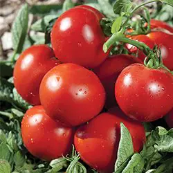 Tomate PAOLA ronde rouge
