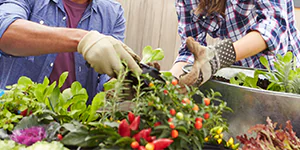 Gardening- hands are planting plants