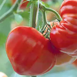 Tomate Gourmandia sur plante