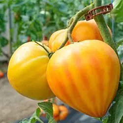 Tomate coeur jaune Gourmansun sur plante