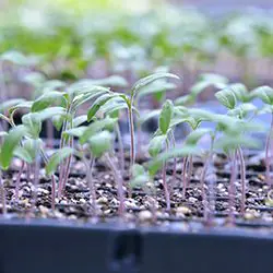 Mini mottes en godets pour la production de plants de tomate