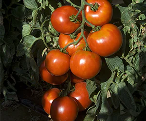 Pyros tomato plant