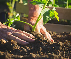 Gardening, hands are planting a plant