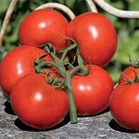 Picture of tomato Premio F1 fruits