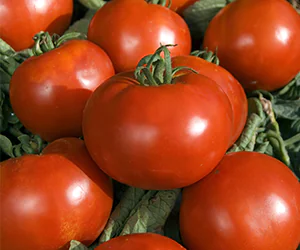 Picture of several tomato pyros fruits