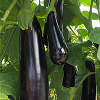 Kazimir eggplant, seedless