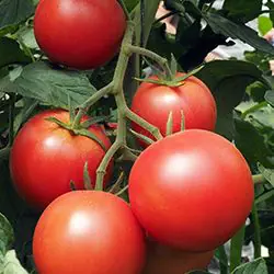 Tomate ronde rouge fruit