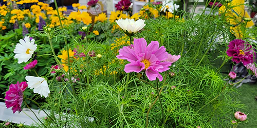 Stand Clause Home Garden Flower Trials
