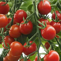 Tomato crokini, cherry tomato pictures