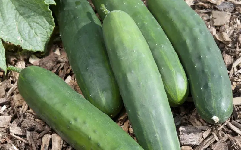 Cucumber (concombre)