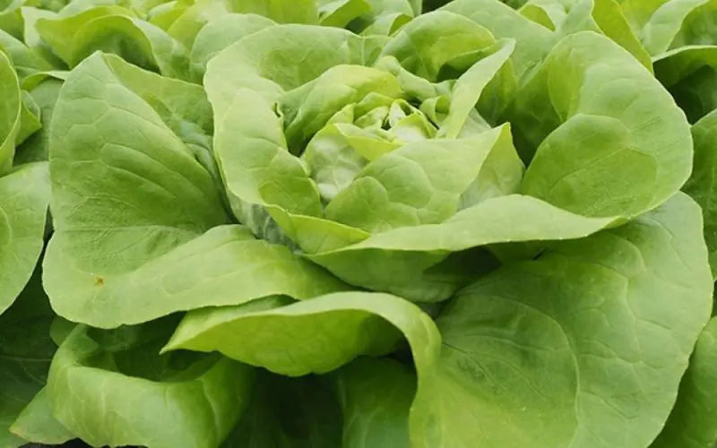 lettuce-belappia-1.jpg