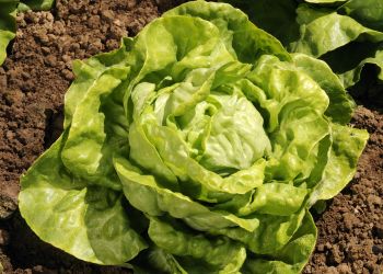 Lettuce, Gotte Jaune d'Or