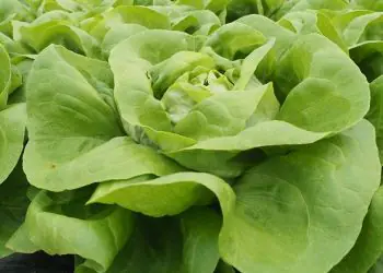 lettuce-belappia-1.jpg